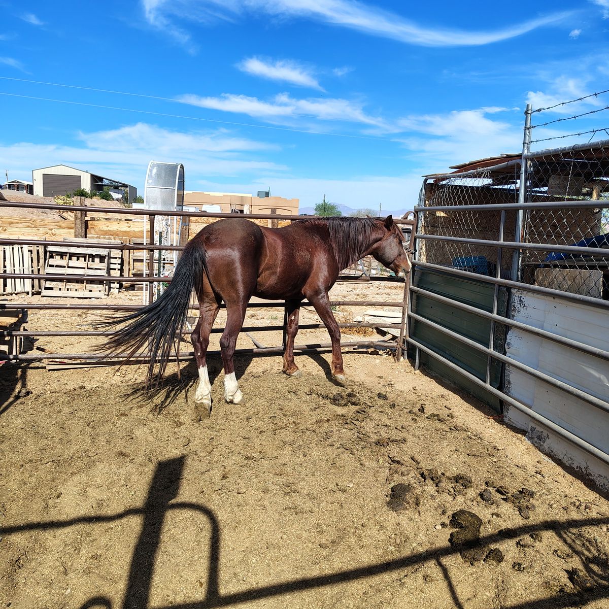 Chestnut quarter  pony