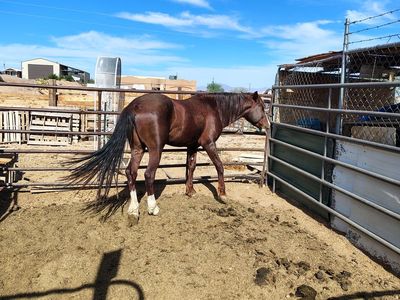 Chestnut quarter pony