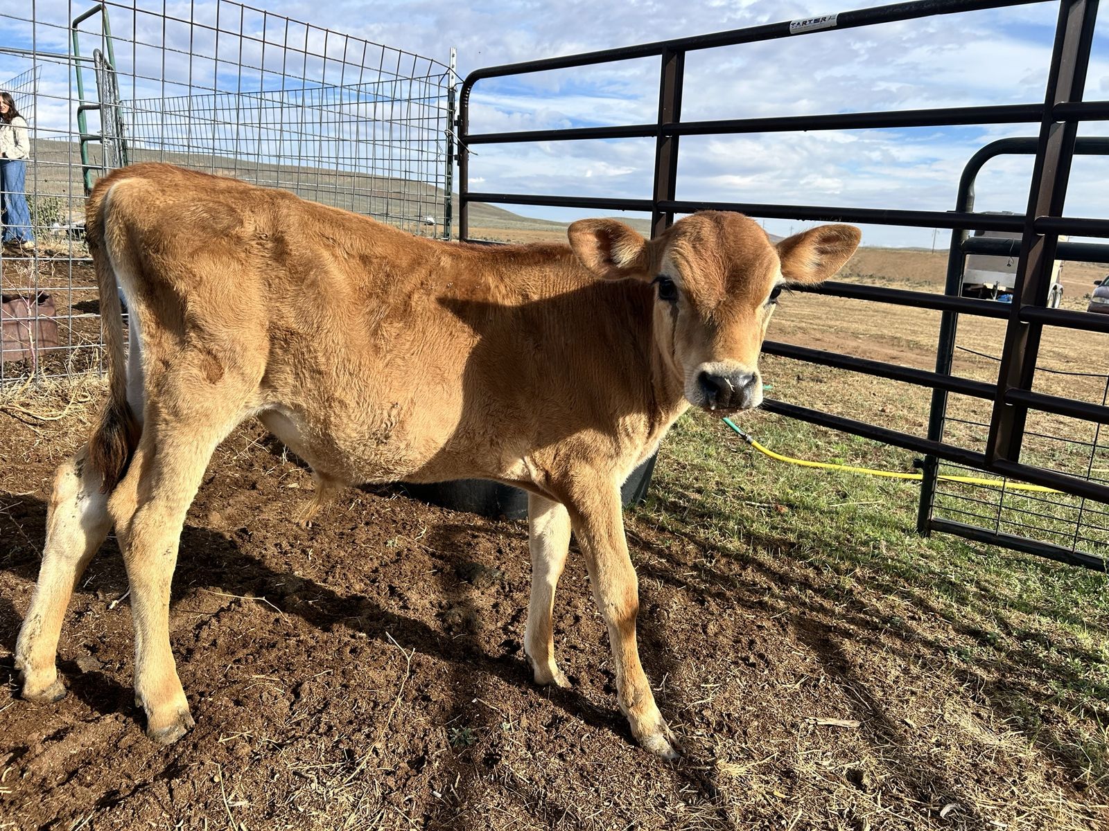 4 month old jersey calves
