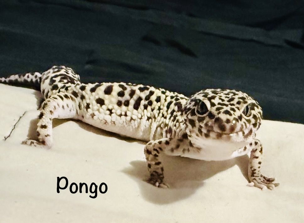 Pongo Leopard Gecko - Healthy & Active Pet Reptile with Enclosure