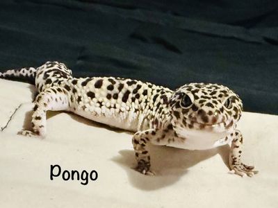 Pongo Leopard Gecko - Healthy & Active Pet Reptile with Enclosure