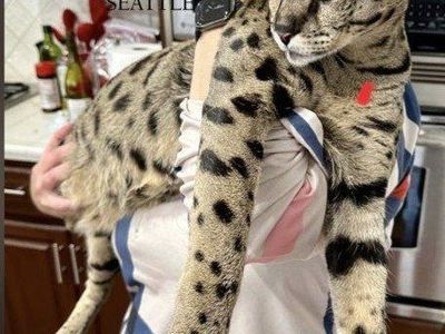 F2 Savannah male Kitten - Valentino (5 Months Old)