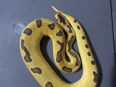 Female BP super enchi clown