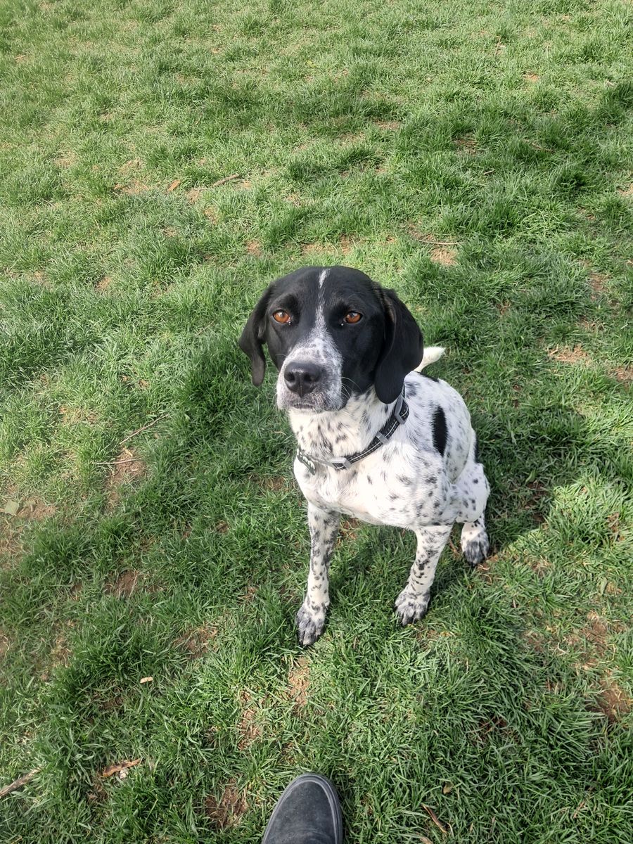 German Shorthaired Pointer