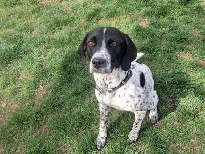 German Shorthaired Pointer