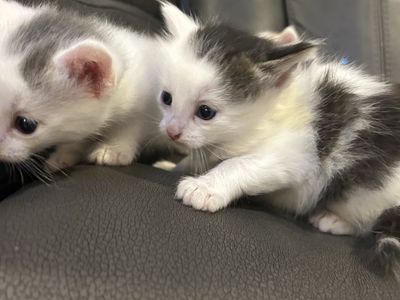 Adorable Domestic Kittens Available for Adoption