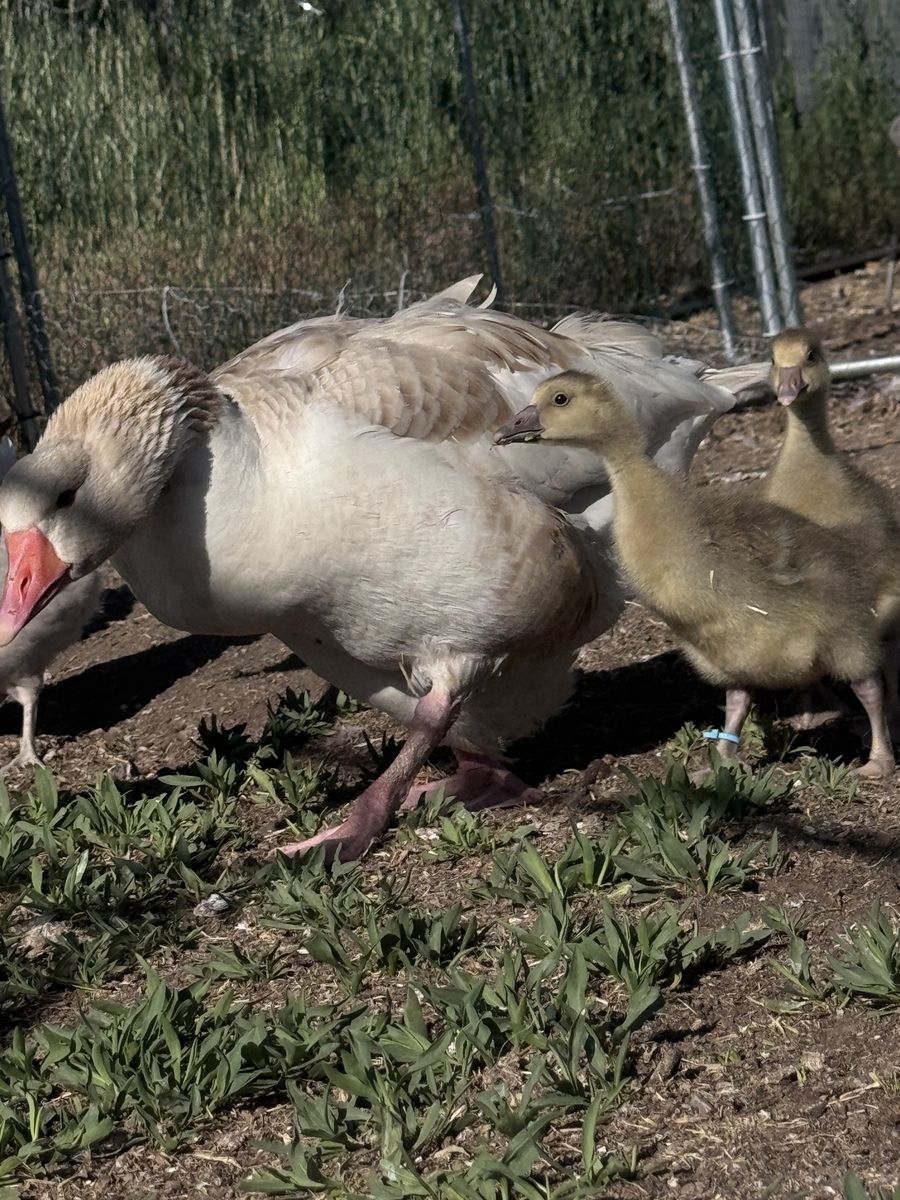 Pomeranian Geese