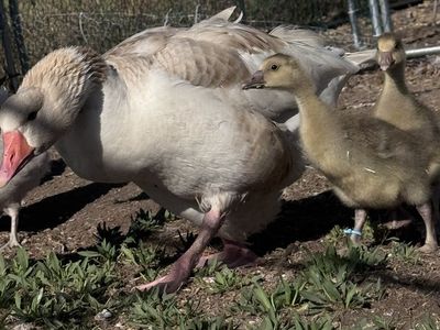 Pomeranian Geese