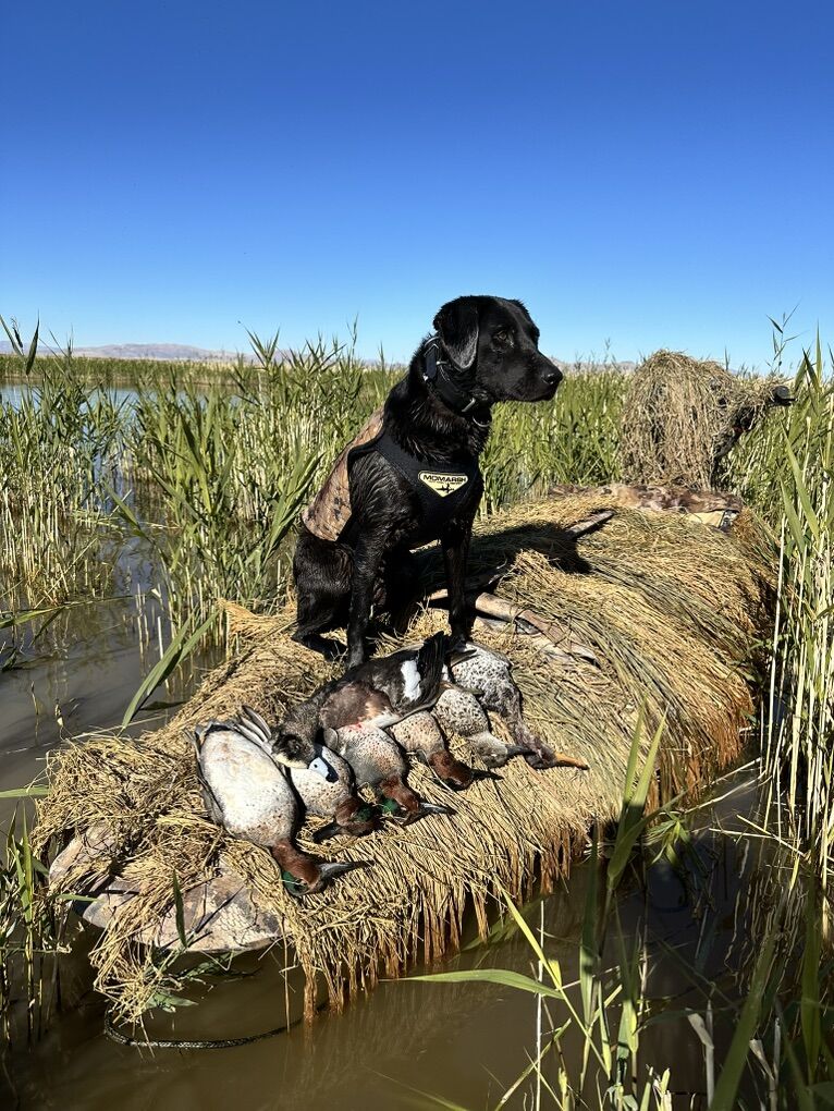 2 Momarsh Fat Boy DP Boats W/Motors & Trailer