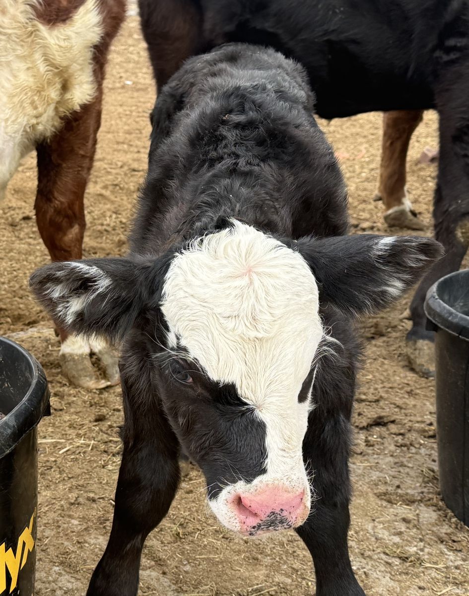 Angus/Hereford Bull