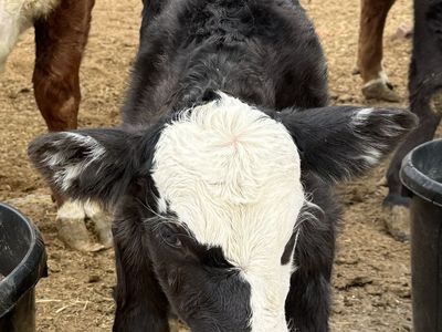 Angus/Hereford Bull