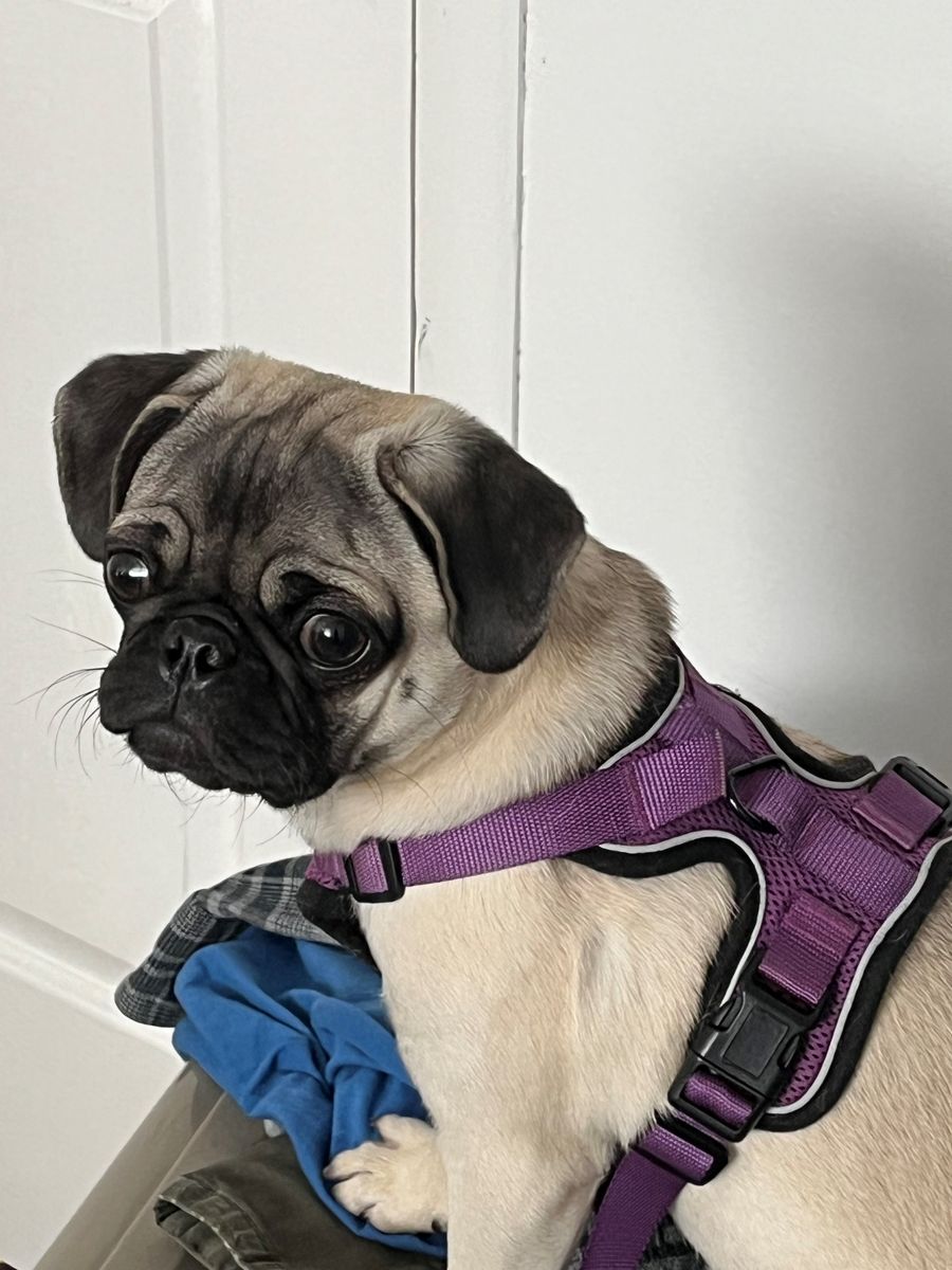 Looking For Male Pug To Stud