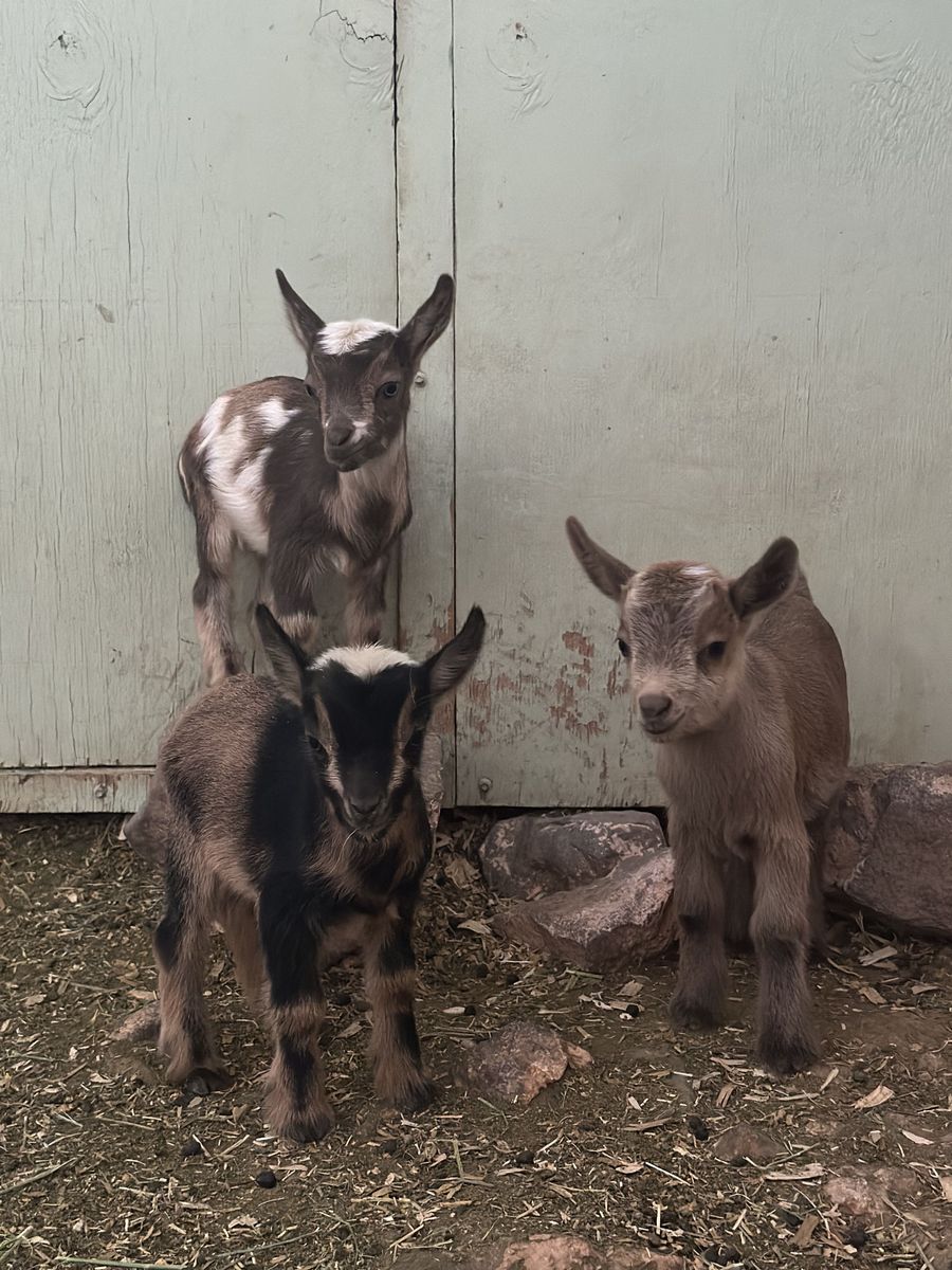 ADGA Nigerian Dwarf Goat Kids