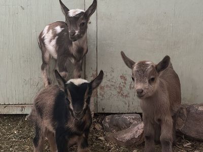 ADGA Nigerian Dwarf Goat Kids