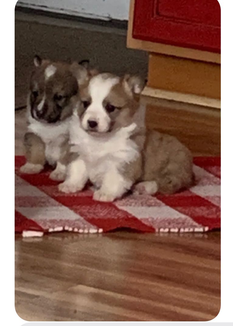 AKC Welsh Pembroke Puppies