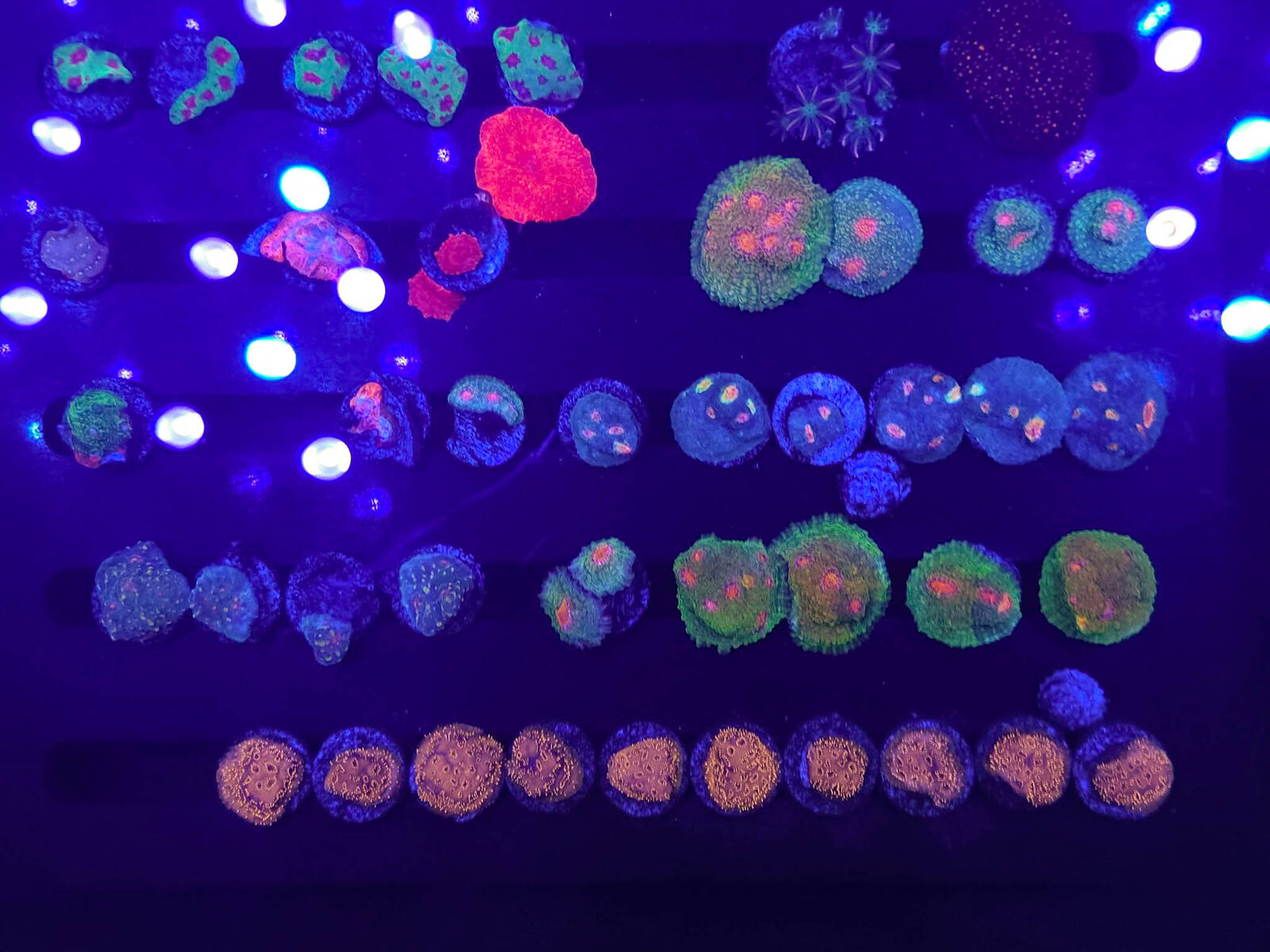 Hundreds of Saltwater Corals Available