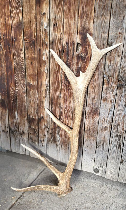 Elk Shed Antler