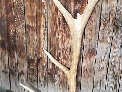 Elk Shed Antler