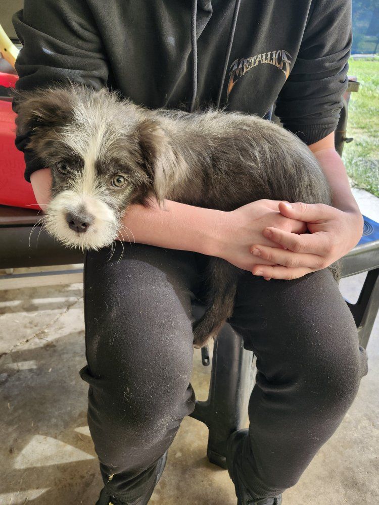 frenchie poodle mix