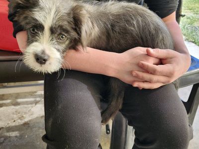 frenchie poodle mix