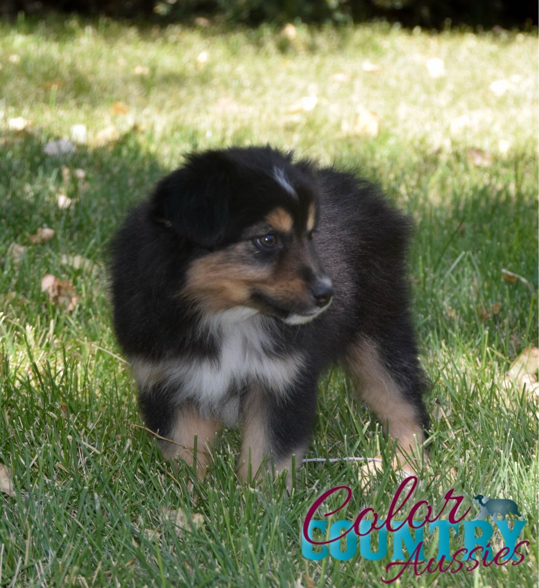 Mini Aussie Male