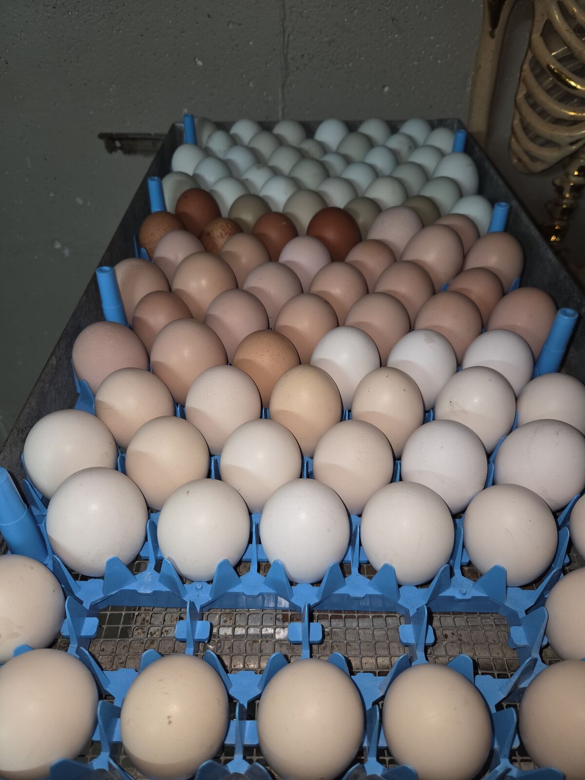 Fresh Hatching Eggs