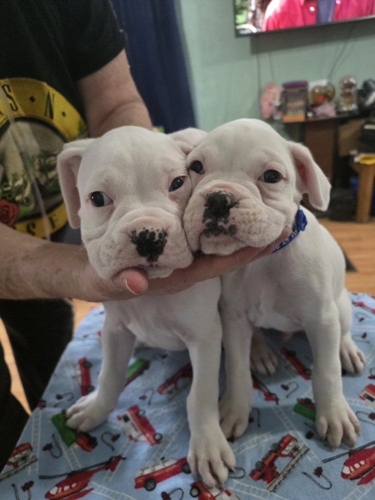 Boxer Puppies  - Male