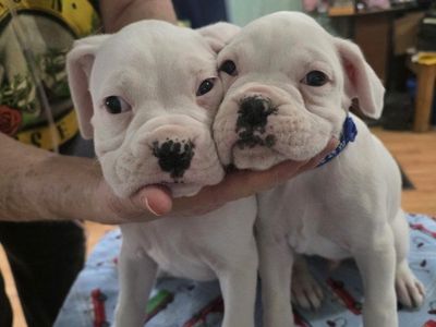 Boxer Puppies - Male