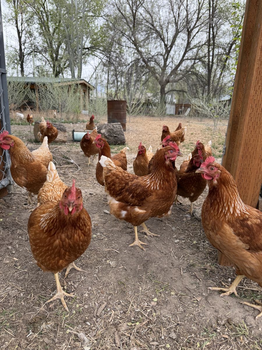 Red Star Laying Hen Chickens **$25 Each**