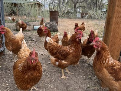 Red Star Laying Hen Chickens **$25 Each**