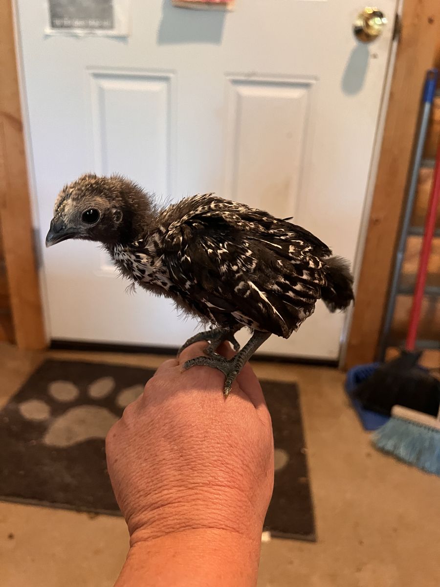 5 Week Old Bantam Mix Chicks