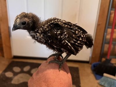 5 Week Old Bantam Mix Chicks