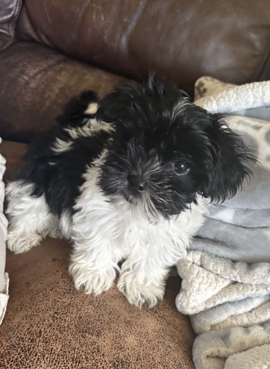 Maltipoo Puppy - Hypoallergenic - Pure Breed- 4 mo. - $800
