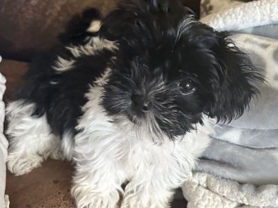 Maltipoo Puppy - Hypoallergenic - Pure Breed- 4 mo. - $800