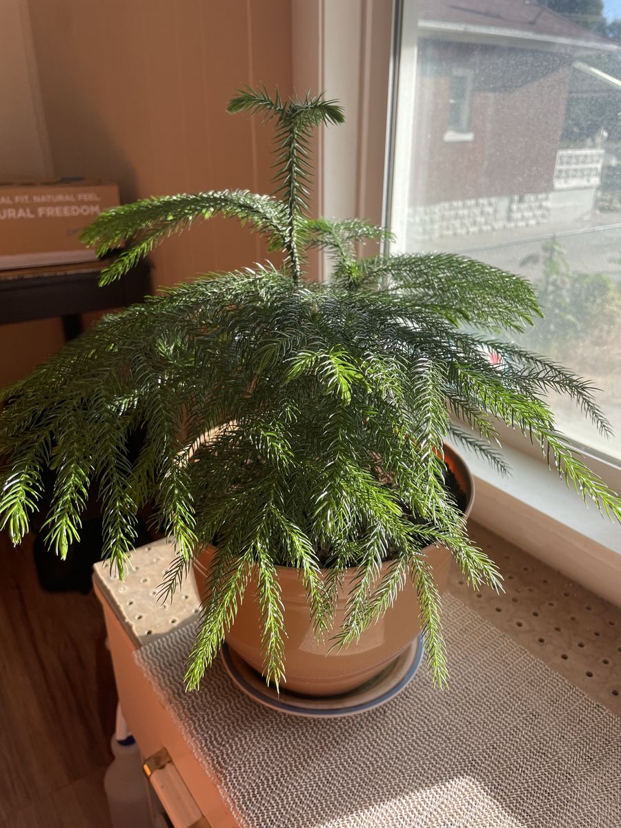 Norfolk Island Pine Plant, Live Indoor Evergreen Houseplant, Approx. 20” Tall in Pot