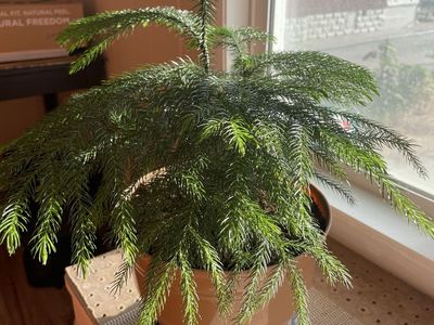 Norfolk Island Pine Plant, Live Indoor Evergreen Houseplant, Approx. 20” Tall in Pot