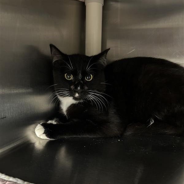 Hello my name is Bamboo