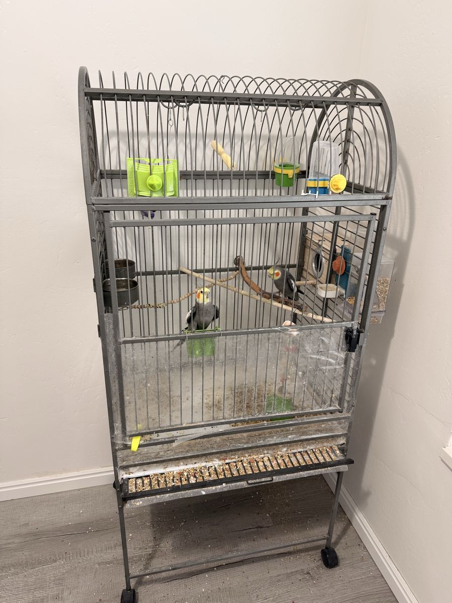 Cockatiel Pair for Sale + Large Cage Available