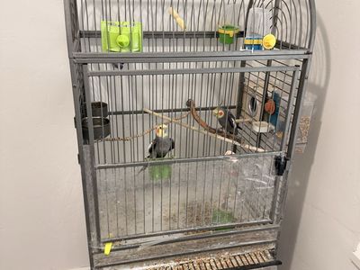 Cockatiel Pair for Sale + Large Cage Available