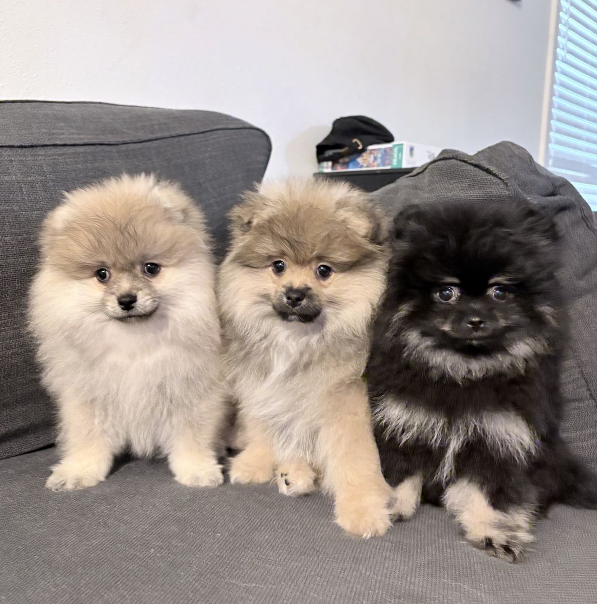 Pomeranian puppies