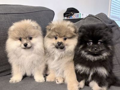 Pomeranian puppies