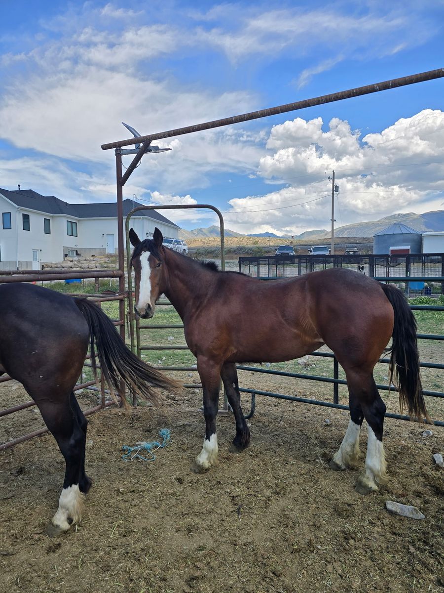 Half Draft Mare