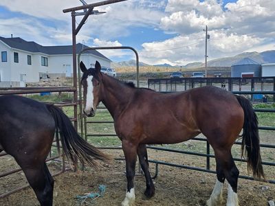 Half Draft Mare