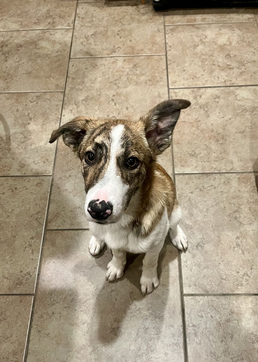 4 Month Old male Puppy