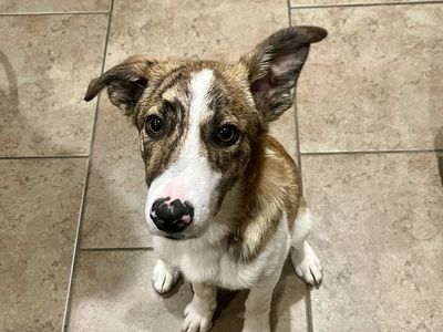 4 Month Old male Puppy