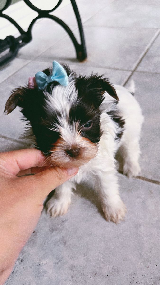 Teacup  Yorkie Piper