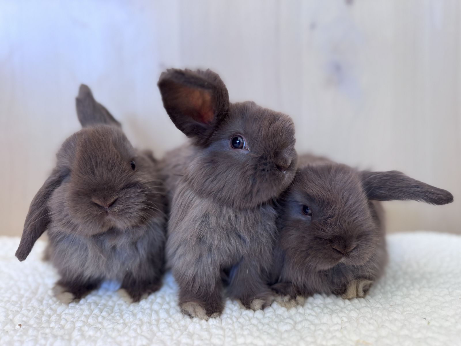 Pedigreed Holland Lops