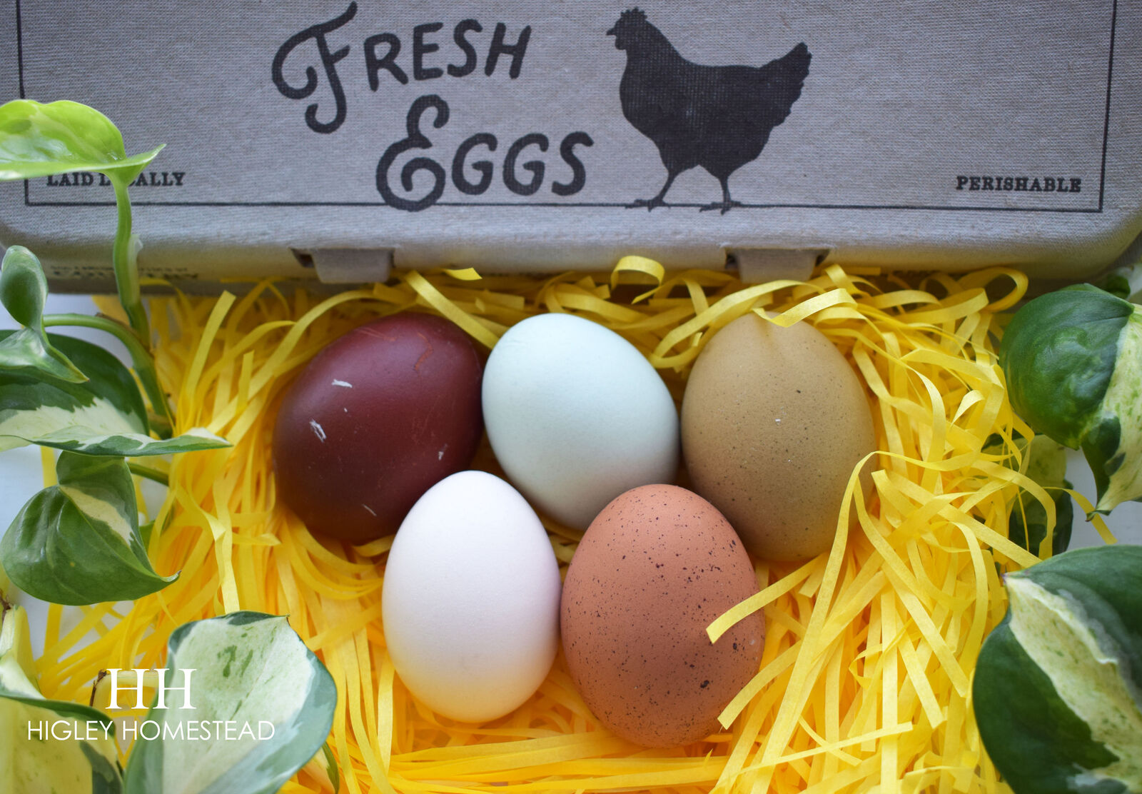 Easter Basket Hatching Eggs!