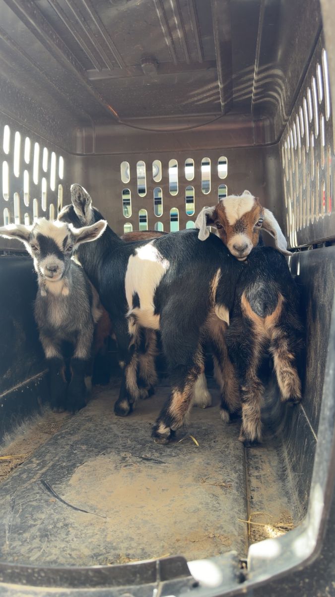 Mini Nubian & Nigerian Dwarf Baby Goats