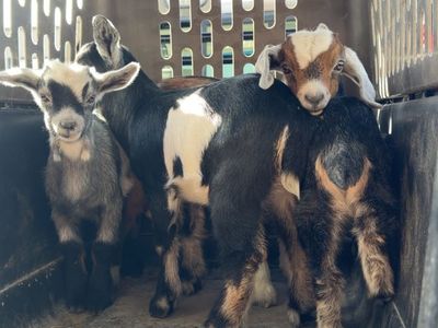 Mini Nubian & Nigerian Dwarf Baby Goats